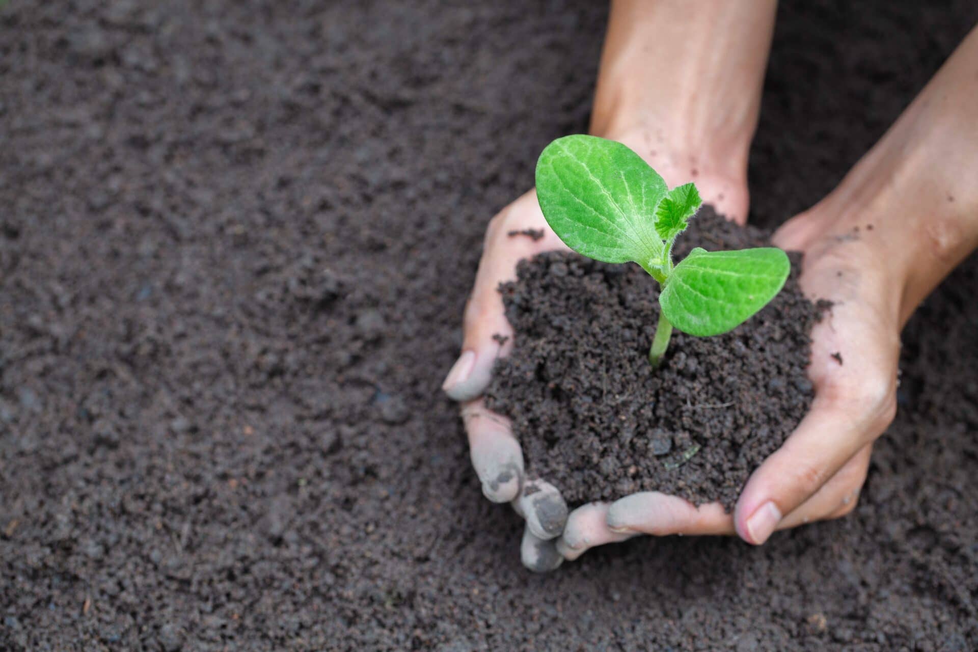 soil as an antidepressant hands in soil